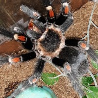 Brachypelma Auratum