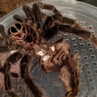 3-4" Lasiodora parahybana [molt sexing] [1/2]