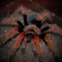 0.1 Brachypelma boehmei