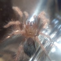 B. Boehmei Sling