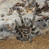 Thrixopelma Sp. Cajamarca Female