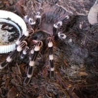 A.geniculata