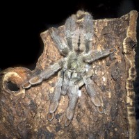 Psalmopoeus cambridgei Sub-Adult Female - 4.5"