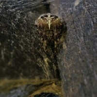 Araneus Diadematus