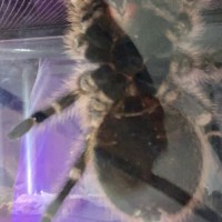 Grammostola pulchripes [2/3]