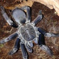 Sold as C. minax?? Possibly Chilobrachys??
