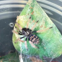 Chromatopelma cyaneopubescens (Green Bottle Blue)