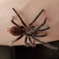 Phormictopus auratus?