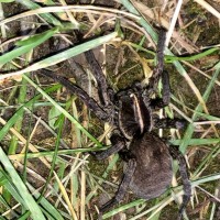 Wolf Spider ID [2/2]