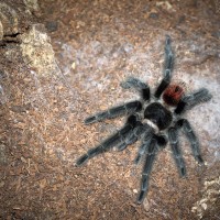 Grammostola iheringi Sub-Adult Female -~4"