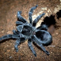 Grammostola pulchra Juvenile Female - ~3"