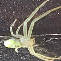 Crab Spider ID