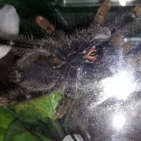 Avicularia avicularia [ventral sexing]