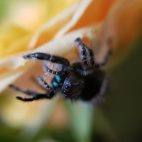 Phidippus audax on a rose