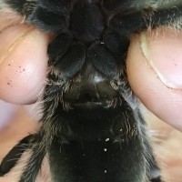 Grammostola porteri [ventral sexing]