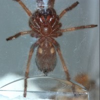 sexing brachypelma hamorii