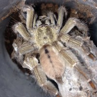 0.1 P. cambridgei Feeding