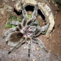 Grammostola porteri Adult Female - ~5"