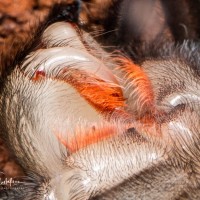 Grammostola pulchra 1 1/2" sling molted