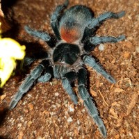 Freshly moulted H. chilensis