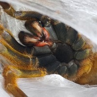 Freshly molted fangs