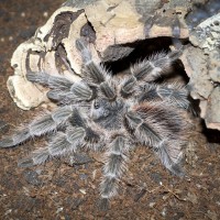 Lasiodora difficilis Sub-Adult Female - ~5"