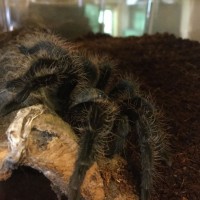 2 and a half year old Brachypelma albopilosum raised freebie