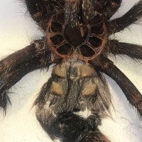 3.5" Avic sexing (molt)