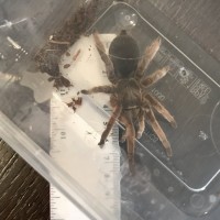Australian Tarantula [2/2]