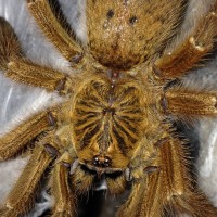 0.1 P. murinus Beauty