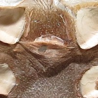 3.5"+ Female Grammostola pulchra [molt sexing]