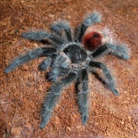 Grammostola iheringi