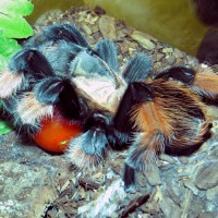 Petra and the Tomato (♀ Brachypelma emilia 4.5")