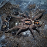 Hapalopus sp. Colombia Large Mature Male RIP ♥