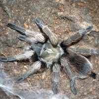 Aphonopelma eutylenum Juvenile Female - 3.5"