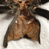 6" Grammostola pulchra [molt sexing] [1/2]