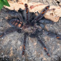 Psalmopoeus irminia molted