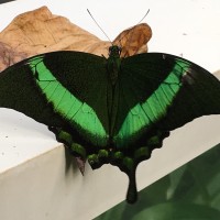 Papilio palinurus