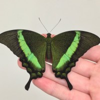 Papilio palinurus 2