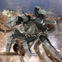 Female Pamphobeteus petersi - Freshly Molted