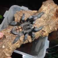 P. irminia