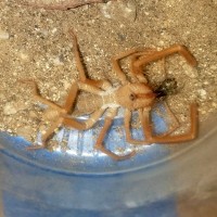 Camel Spider