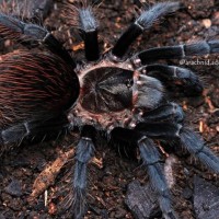 Theraphosinae sp. "Yucatán Red Rump Tarantula".