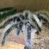 My first tarantula! Meet Athena