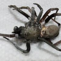 Kukulcania hibernalis Molt Surgery [2/7]