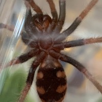 Chromatopelma cyaneopubescens [ventral sexing]