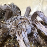 Selenotypus Sp Goddess