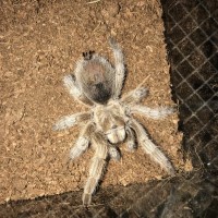 Grammostola?