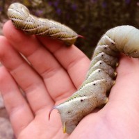 Wild hornworms