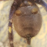 4" Poecilotheria metallica.  M or F?